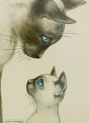 Dans les yeux d'un chat