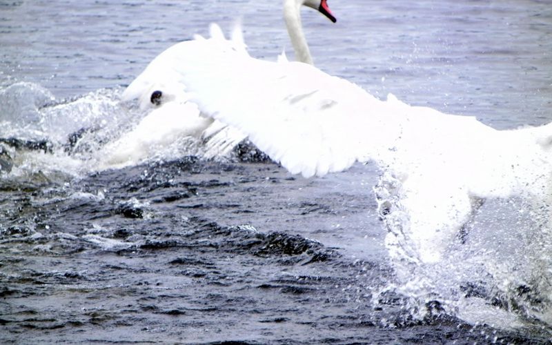 le cygne énervé du jour !