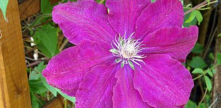 Clématites et belles dames du jardin...