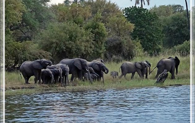 Le troupeau d'éléphants se renforce et se dirige vers la zone servant d'abreuvoir - Fleuve Zambèze - Zimbabwe