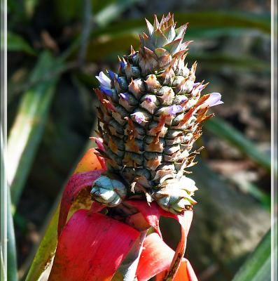 Ananas, du sauvage avec ses fleurs au cultivé avec ses rejetons  - Inkaterra Hacienda Concepcion - Puerto Maldonado - Pérou