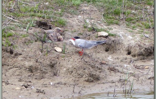 Sterne pierregarin : les gosses n'en veulent pas ? Tant pis pour eux, il est pour moi ! - La Couarde-sur-Mer - Île de Ré - 17