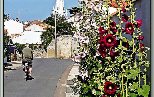 Le cycliste, les roses trémières et le clocher - Ars-en-Ré - Ile de Ré - 17