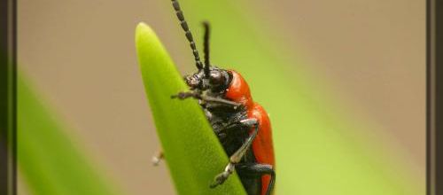 Crioceris lilii, le criocère du lys