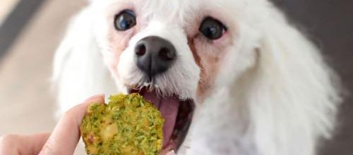 Hvad vil hunde have?
