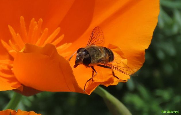 des bébêtes  sur des fleurs