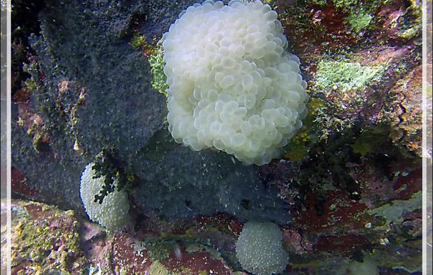 Corail à bulles, Bubble coral, Tipped bubblegum coral, Pearl coral, Grape coral (Physogyra lichtensteini) - Nosy Tsarabanjina - Nosy Mitsio - Madagascar