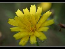 Encore et toujours des fleurs...