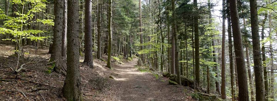 Balade au mont Ste Odile, château du Landsberg et mur païen