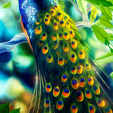 Magnifique oiseau 