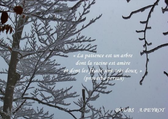 Citations en images : La patience