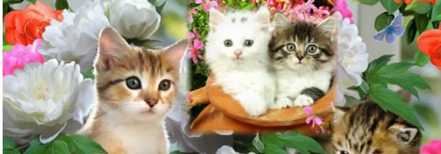 CADRE CHATONS