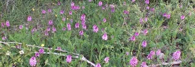 Anacamptis pyramidalis  -  orchis pyramidal