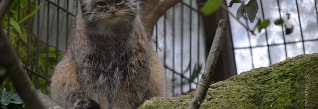 Ménagerie du jardin des Plantes : Le chat de PALLAS