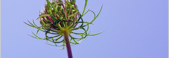 Carotte Sauvage (2) - Daucus carota