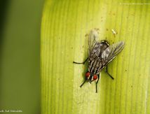 Mouche à damier (Sarcophaga carnaria)