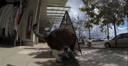 Cat super