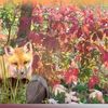 Fond d'écran Novembre 2017
