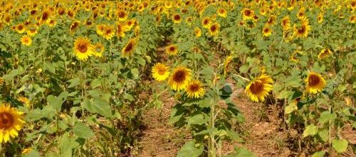 LE TOURNESOL