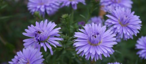 En septembre, des étoiles dans le jardin