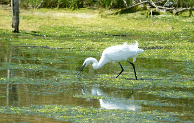 Animation .gif : Aigrette garzette, Little Egret (Egretta garzetta) - La Couarde-sur-Mer - Île de Ré - 17