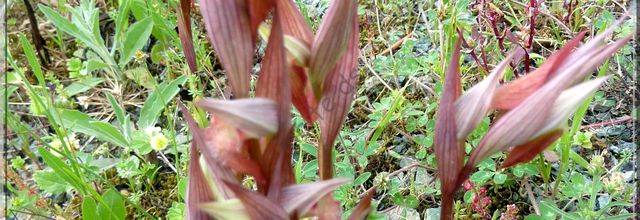Orchidée sauvage