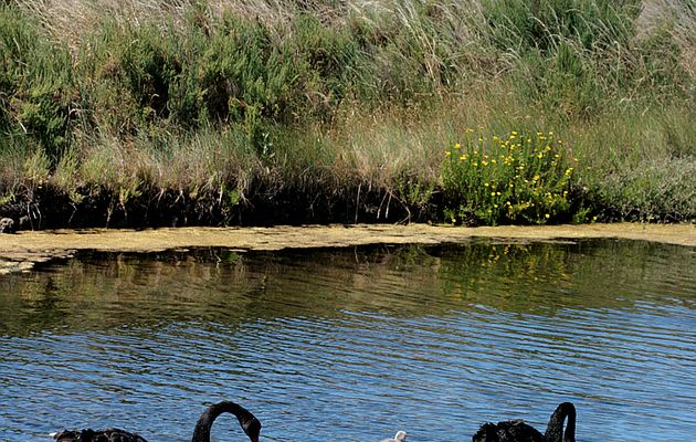 Famille de cygnes noirs - Ile de Ré - 17