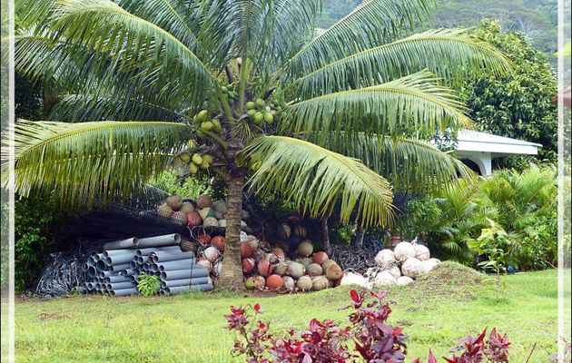 Drôles de noix de coco ! - Avera - Raiatea - Polynésie française