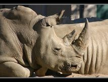 Rhinocéros blanc