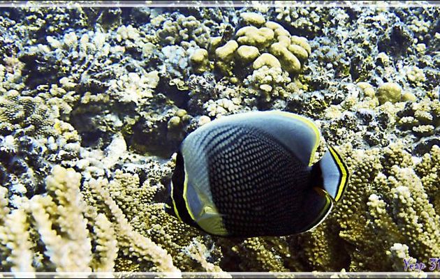 Poisson-papillon réticulé ou à mailles, Mailed or Reticulated or Black butterflyfish (Chaetodon reticulatus) - Tumakohua (passe sud) - Atoll de Fakarava - Tuamotu - Polynésie française
