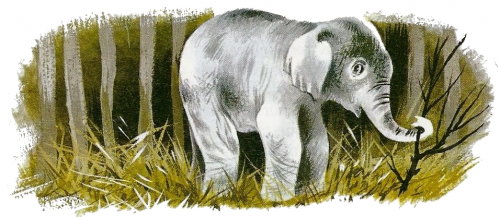 Le chasseur d'éléphants (Romain Gary)