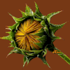 Le Tournesol (cartonnettes) 2013