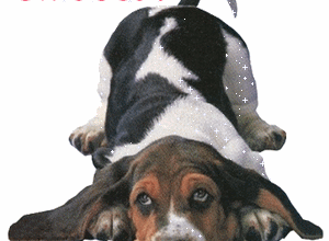 Un chien nommé Baiser... mdr !!!