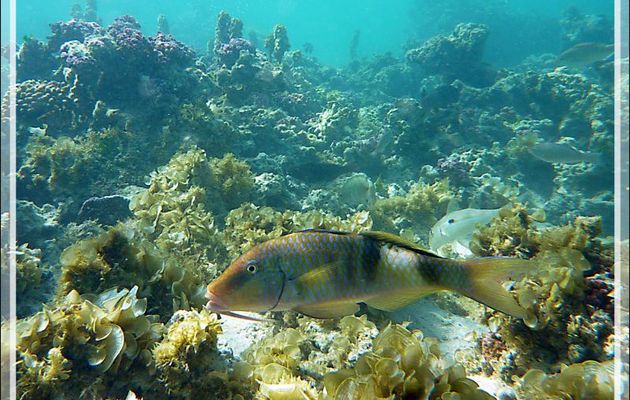 Barbillon ou Poisson-chèvre à trois selles ou Rouget à trois bandes, Banded Goatfish or Multibar Goatfish (Parupeneus multifasciatus) - Moorea - Polynésie française