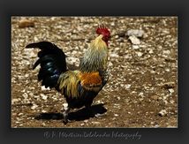 Fier comme un coq...