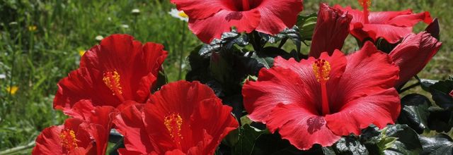 De belles exotiques : Hibiscus et Anthurium
