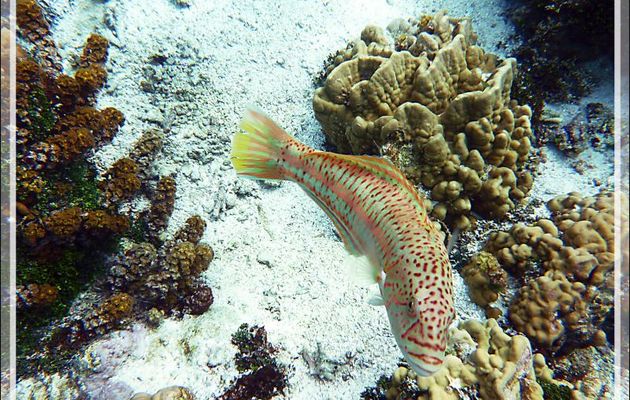Girelle hublot, Surge wrasse (Thalassoma purpureum) femelle - Jardin de corail - Motu Tautau - Taha'a - Polynésie française