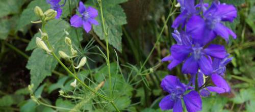 Delphinium consolida 