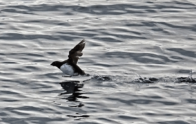 L'envol du Mergule nain, Little auk (Alle alle) - Navigation vers le Groenland - Mer de Baffin
