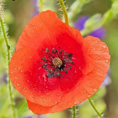 Dites-le avec des… Fleurs !