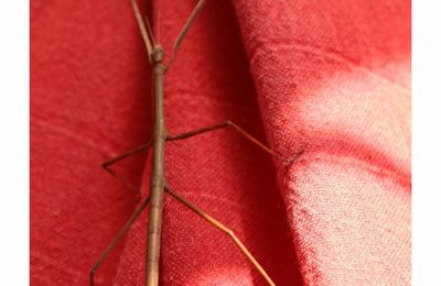Phasme Bacillus rossius... en visite dans mon jardin.