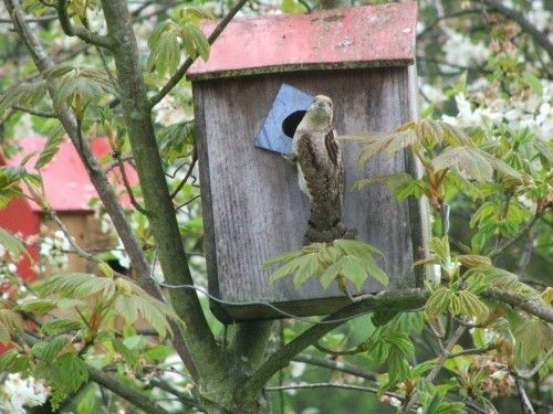 Les oiseaux du jardin