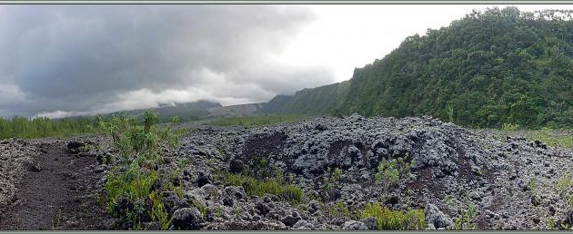Le lichen "Fleur de roche" (Stereocaulon vulcani) est le pionnier de la colonisation des coulées de lave par la végétation - Saint-Philippe - Île de la Réunion