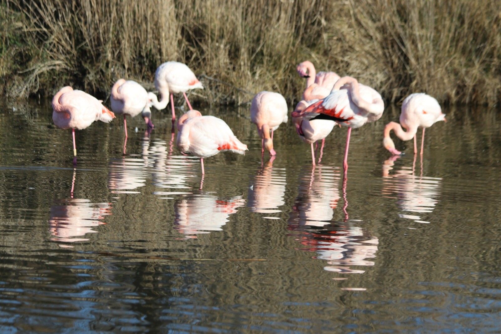 RÉSERVE ORNITHOLOGIQUE DE PONT-DE-GAU (13)