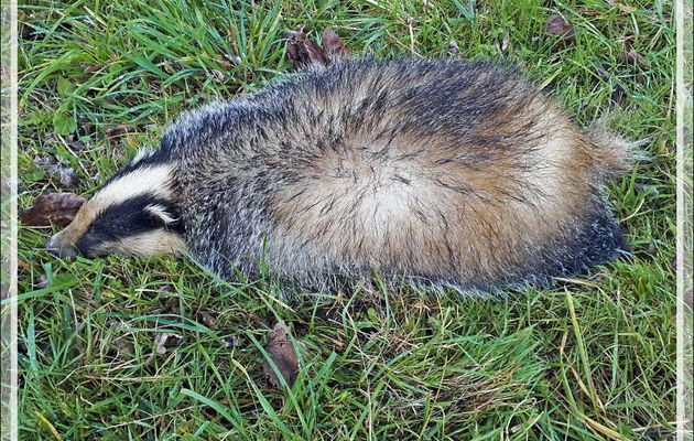 Une malheureuse victime de la route : Blaireau européen, Taisson, Tasson (Tachoun en gascon), Eurasian Badger (Meles meles) - Milhas - 31
