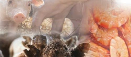 SECURITE ALIMENTAIRE - Crevettes, porcs et bœufs vaccinés à l’ARNm : danger !