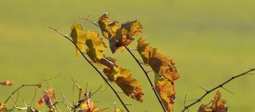 ... dans les vignes...