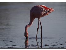 Flamant nain 