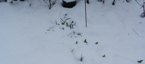Flocons d'avril