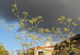 un oiseau dans le jardin 